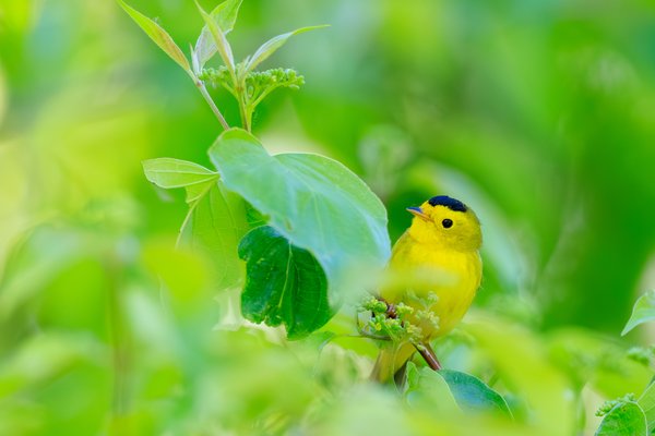Wilson's Warbler