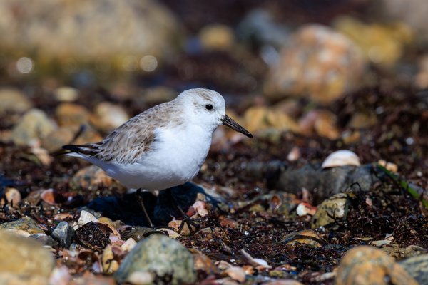Sanderling