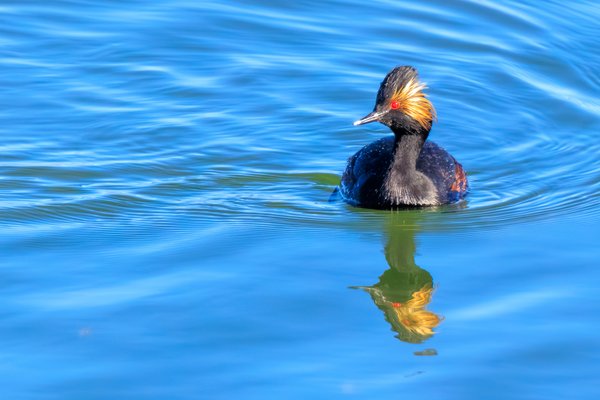 Eared Grebe