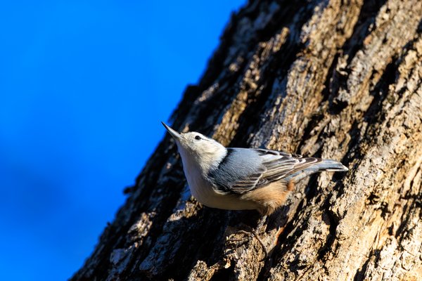 White-breasted Nuthatch