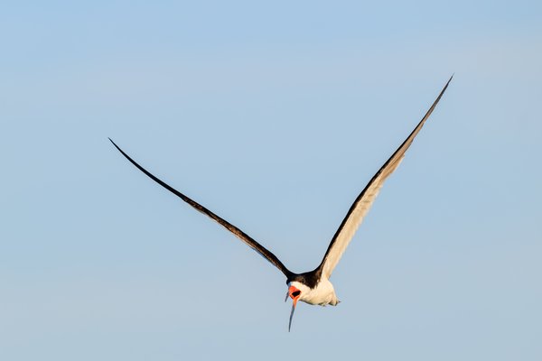 Black Skimmer