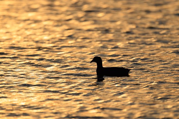 American Coot