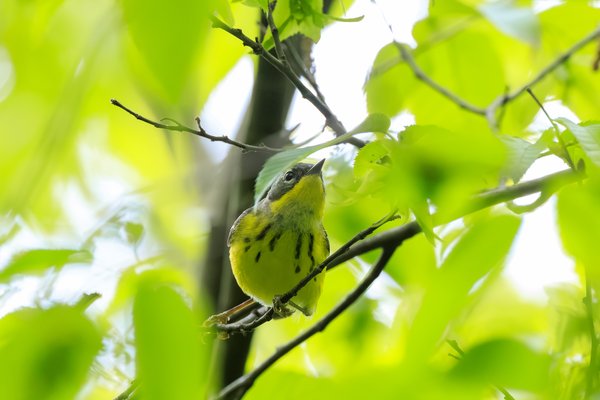 Magnolia Warbler