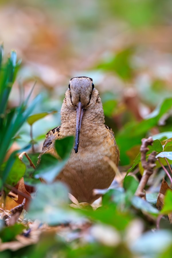 American Woodcock