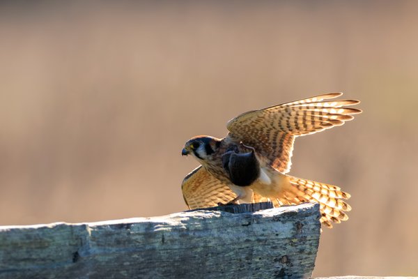 American Kestrel