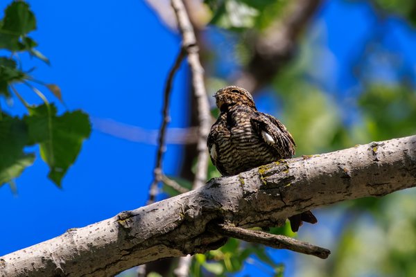Common Nighthawk