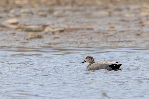 Gadwall