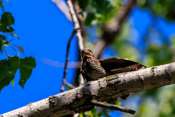 Common Nighthawk