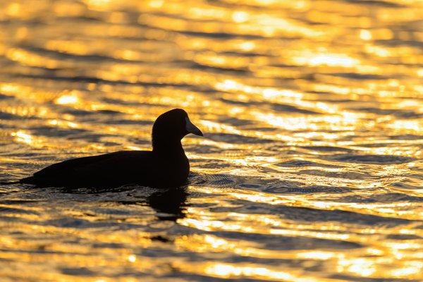 American Coot