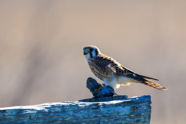 American Kestrel