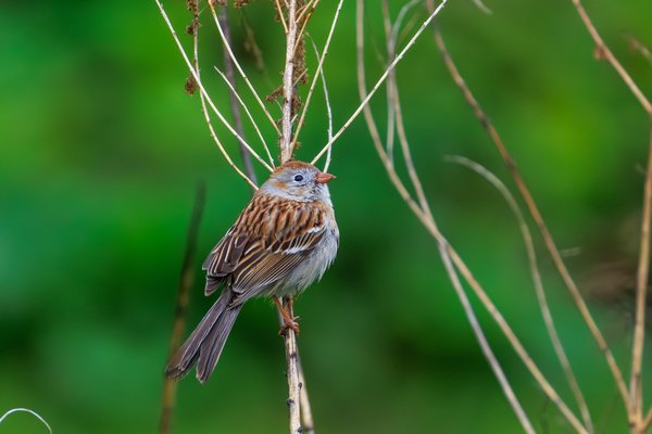 Field Sparrow