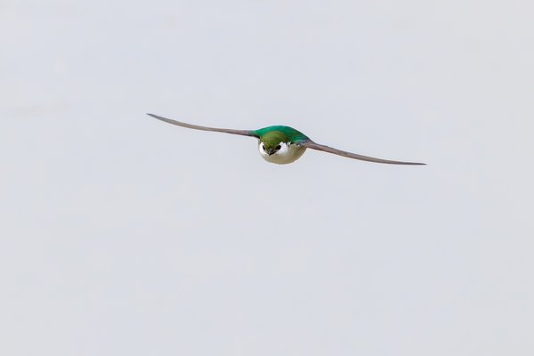Violet-green Swallow