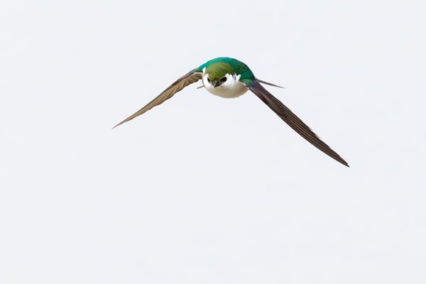 Violet-green Swallow