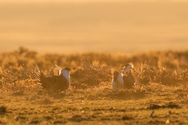 Greater Sage-Grouse