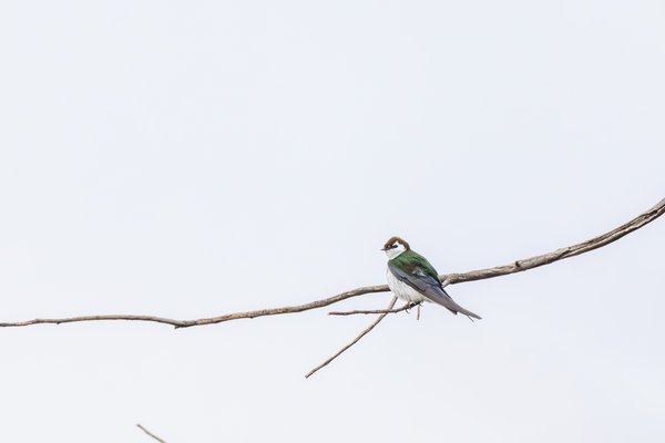Violet-green Swallow
