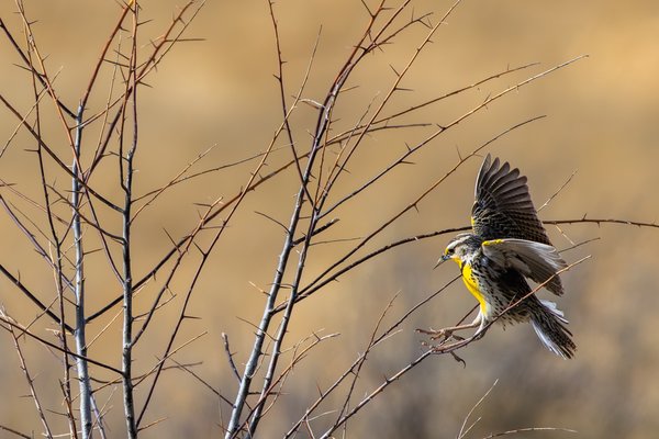 Western Meadowlark