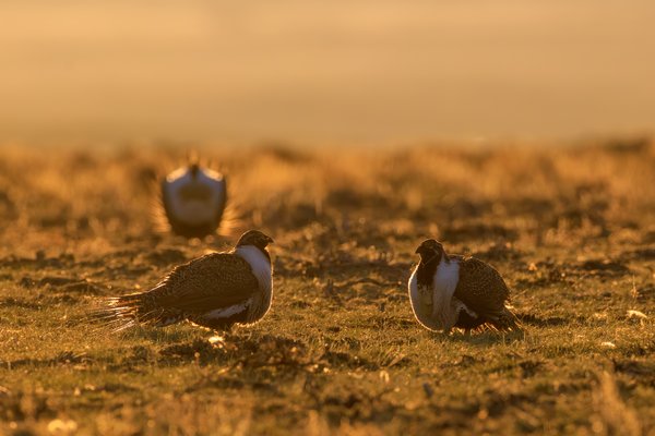 Greater Sage-Grouse