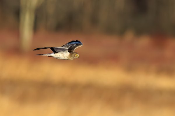 Northern Harrier