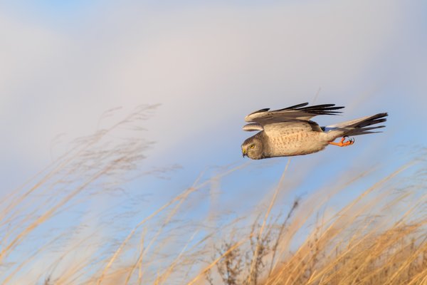 Northern Harrier