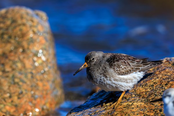 Purple Sandpiper