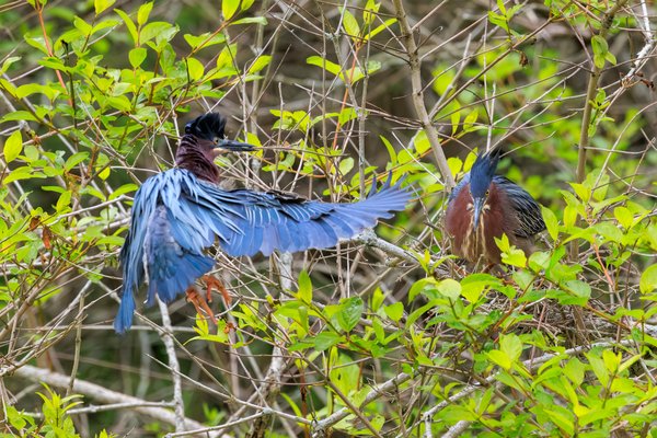 Green Heron