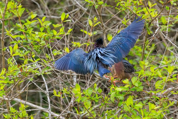 Green Heron