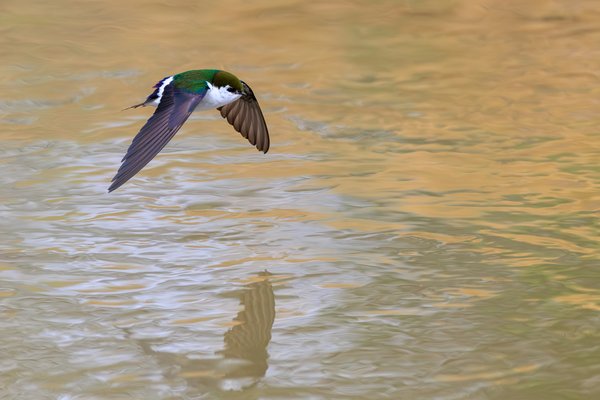 Violet-green Swallow