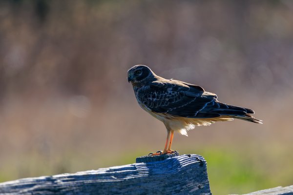 Northern Harrier