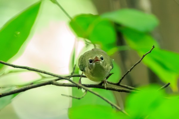 Black-throated Blue Warbler