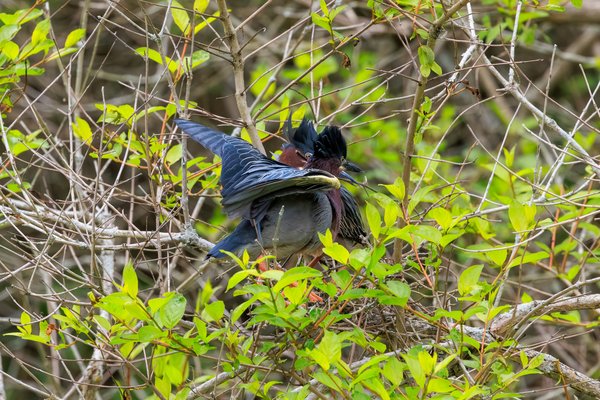 Green Heron