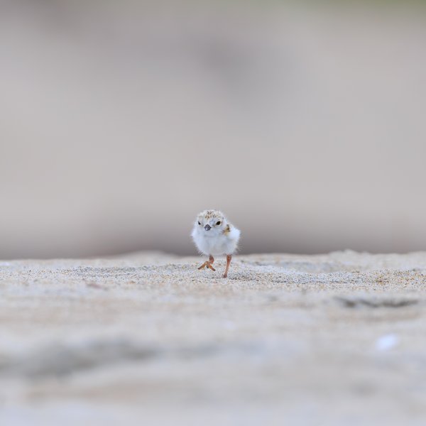 Piping Plover