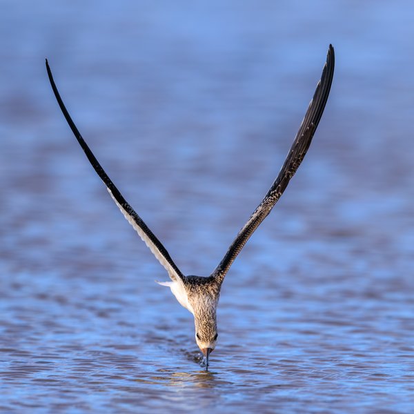 Black Skimmer