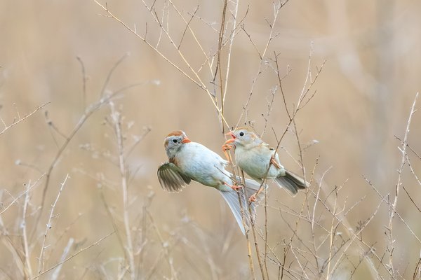 Field Sparrow