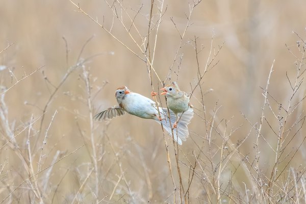 Field Sparrow