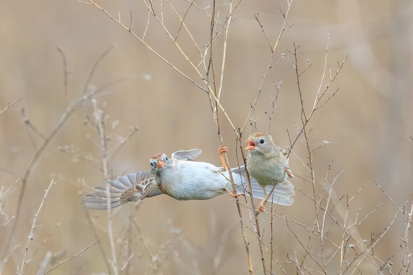 Field Sparrow