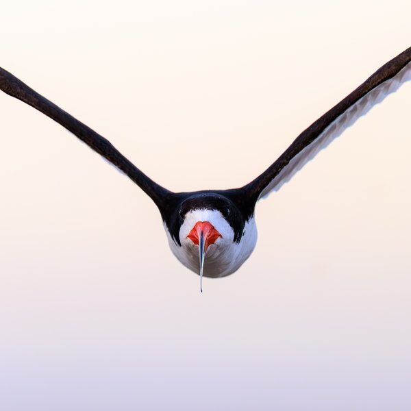 Black Skimmer