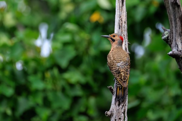 Northern Flicker