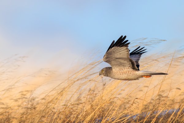 Northern Harrier
