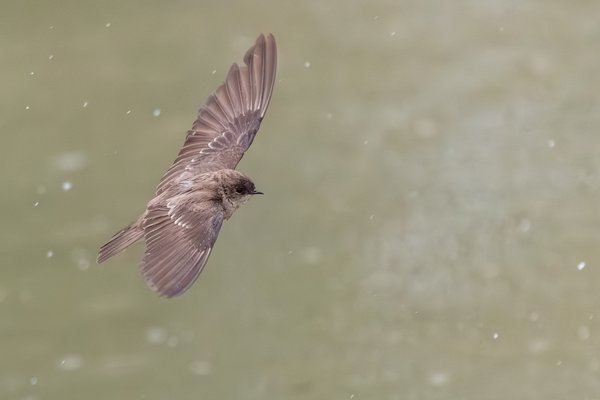 Northern Rough-winged Swallow