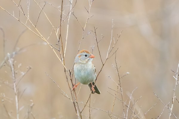 Field Sparrow