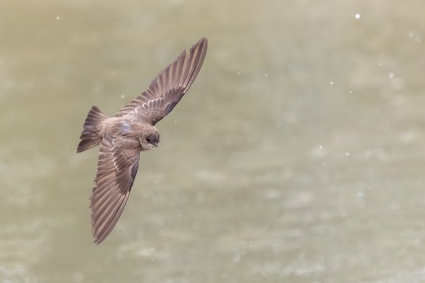 Northern Rough-winged Swallow