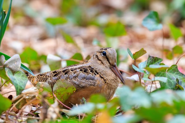 American Woodcock
