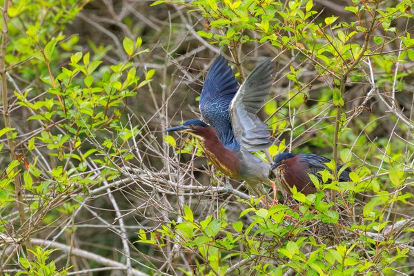 Green Heron