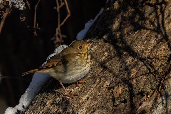 Hermit Thrush
