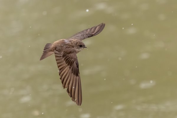 Northern Rough-winged Swallow