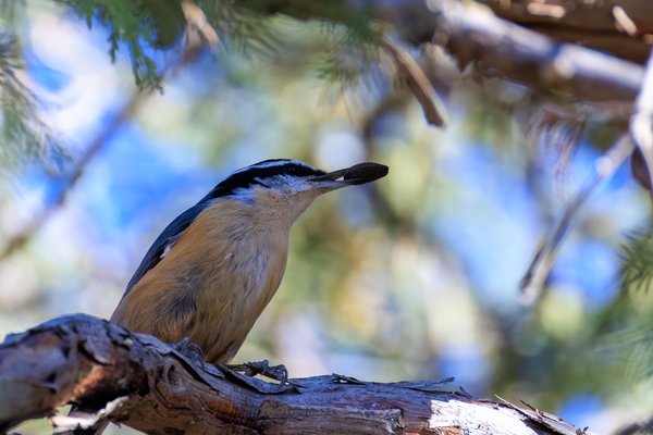 Red-breasted Nuthatch