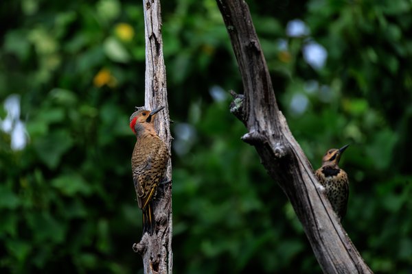 Northern Flicker
