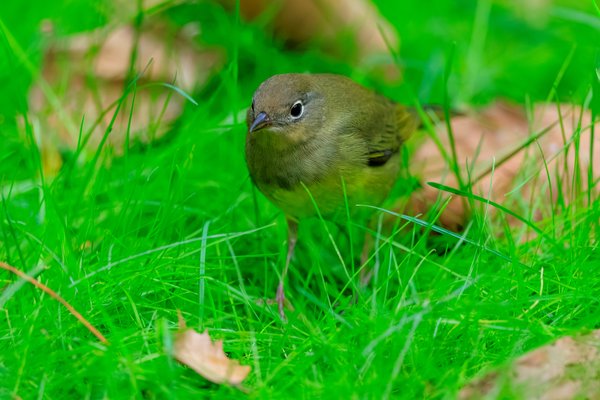 Connecticut Warbler