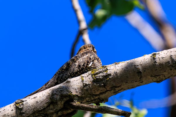 Common Nighthawk