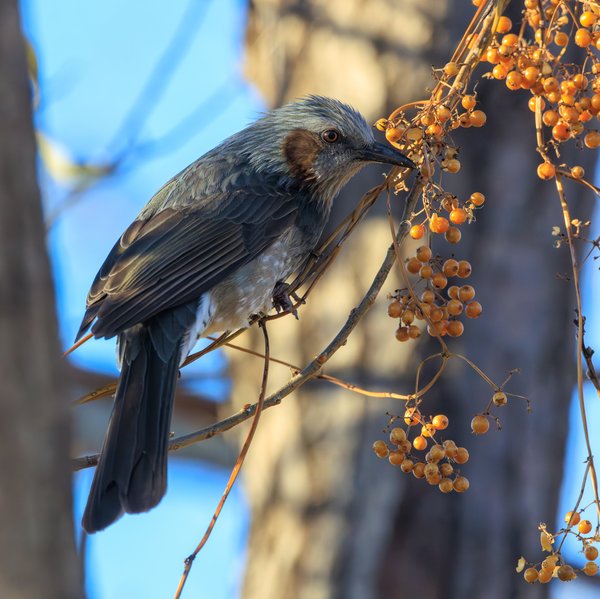Brown-eared Bulbul